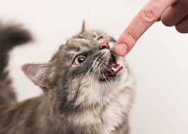 porque los gatos muerden porque los gatos muerden